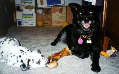 dogs