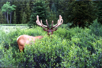 elk