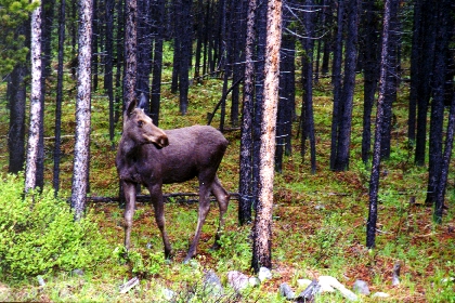 moose