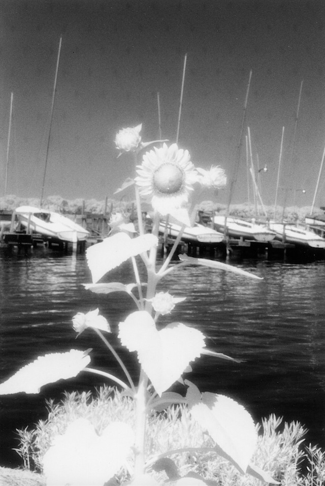 Sun Flower