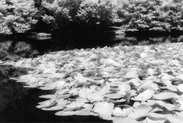 Lilly Pads
