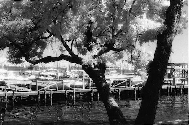 Lake Tree